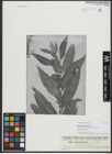 Foto von Salix schweinfurthii Toepff.